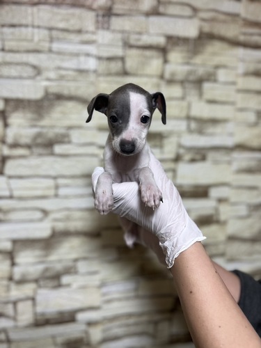 イタリアン・グレーハウンド 犬の販売・譲渡 6583 スタイリッシュな模様