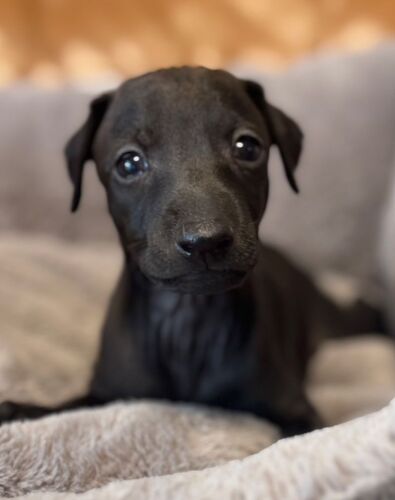 とても綺麗なブラック!(黒系)の王子さま。 犬の販売 6585