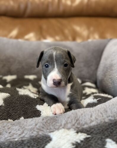 優しいお顔の王子さま♪ 5万円値引き! 犬の販売 6588