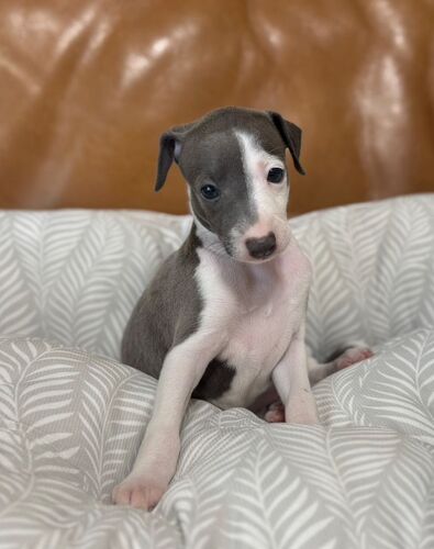 イタリアン・グレーハウンド 犬の販売・譲渡 6590 個性的なお顔のお姫様♪