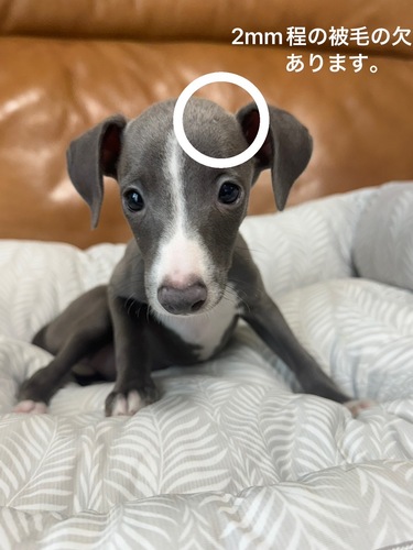イタリアン・グレーハウンド 犬の販売・譲渡 6591 訳あり王子さま♪