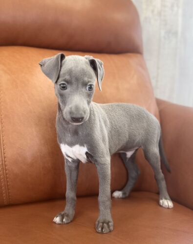 イタリアン・グレーハウンド 犬の販売・譲渡 6594 訳あり王子さま♪