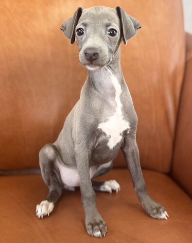 イタリアン・グレーハウンド 犬の販売・譲渡 6595 可愛い子犬が産まれています♪