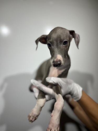 イタリアン・グレーハウンド 犬の販売・譲渡 6596 ブルー&ホワイト