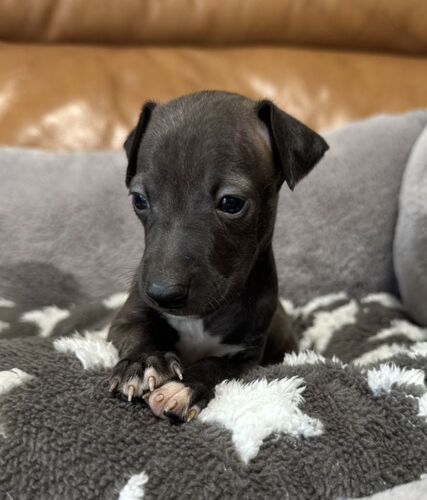 イタリアン・グレーハウンド 犬の販売・譲渡 6600 正統派なイタグレ♪