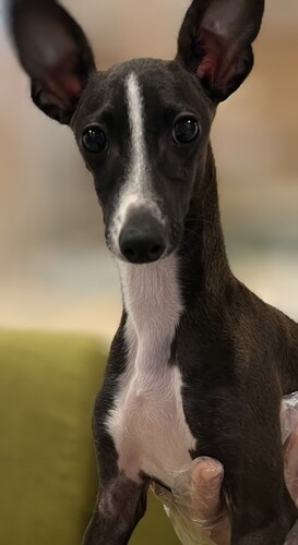 イタリアン・グレーハウンド 犬の販売・譲渡 6605 元気でかっこいい男の子