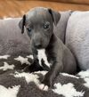 イタリアン・グレーハウンド 子犬 探す キレイなお顔のイタグ... 6606
