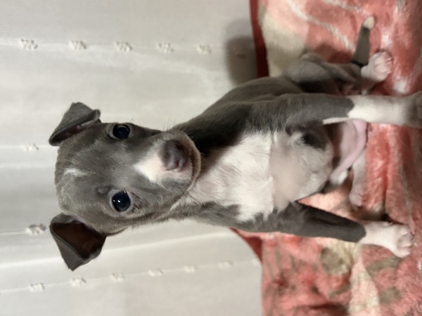 �C�^�O���@���̎q�@���� ���̔̔� 6608