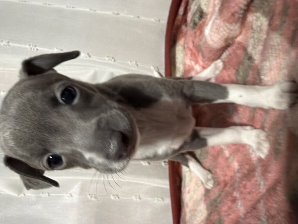 �C�^�O���@�j�̎q ���̔̔� 6609