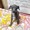 イタリアン・グレーハウンド 子犬 探す イタグレ 6613