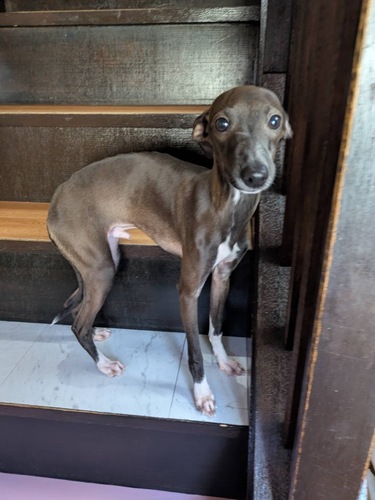 �C�^���A���E�O���[�n�E���h ���̔̔��E���n 6614 �C�^�O��