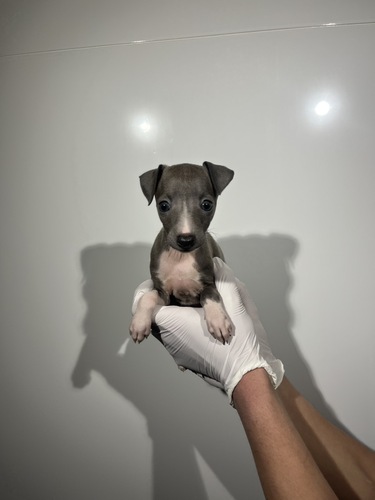 �C�^���A���E�O���[�n�E���h ���̔̔��E���n 6621 �u���[&�z���C�g0419