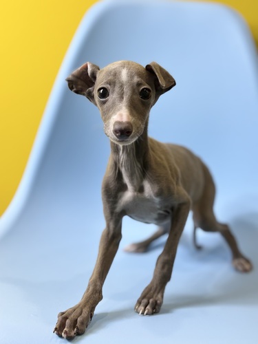 �C�^���A���E�O���[�n�E���h ���̔̔��E���n 6622 �u���[�z���C�g1025