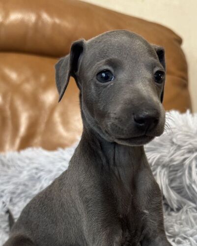 イタリアン・グレーハウンド 犬の販売・譲渡 6623 キレイなお顔のイタグレです♪