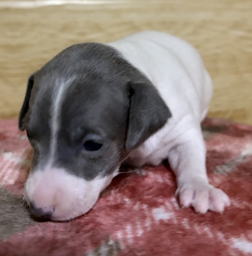 �C�^���A���E�O���[�n�E���h ���̔̔��E���n 6624 �����璷��