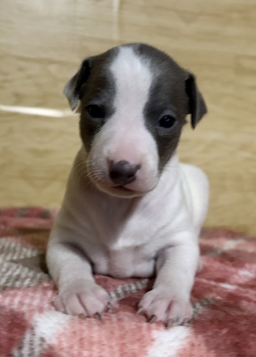 イタリアン・グレーハウンド 犬の販売・譲渡 6625 そうら次女