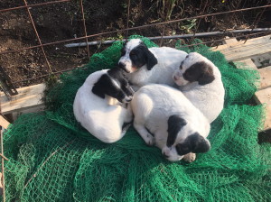 件名なし 子犬販売の情報 犬の販売 233