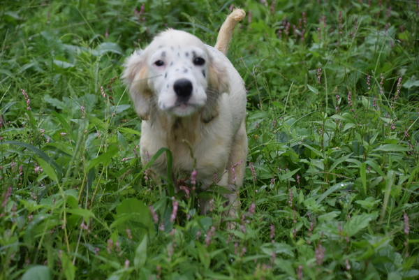 輸入犬を基礎に作出した純粋な子供たちです 犬の販売 246