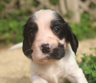 可愛い顔をしています。 犬の販売 1015
