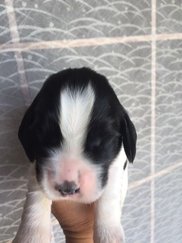 とても可愛いイングリッシュコッカースパニエルの子犬 犬の販売 1022