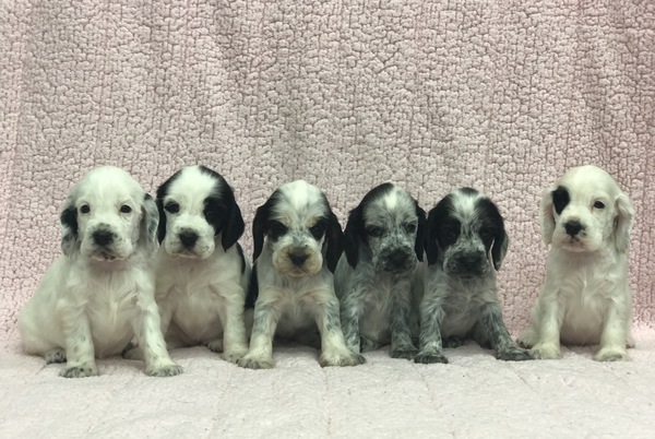 とても可愛い子犬達。 犬の販売 1056