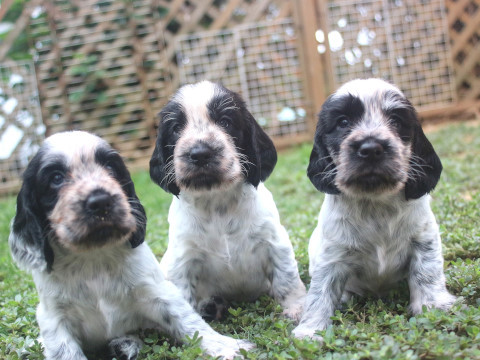 白い部分が多いブルーローンです。 犬の販売 1057