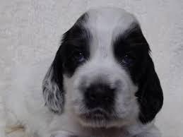 とても綺麗ながらの、仔たちです。 アイコンタクトも 犬の販売 1061