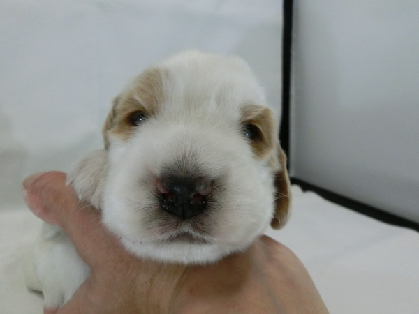とっても可愛く元気で健康な赤ちゃんが生まれました! 犬の販売 1067
