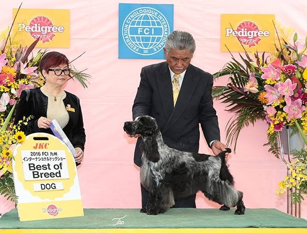 アメリカショードッグ系 血統優秀子犬 犬の販売 1075