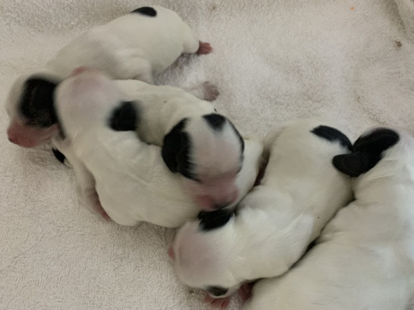 2019年8月出産します。 犬の販売 1089