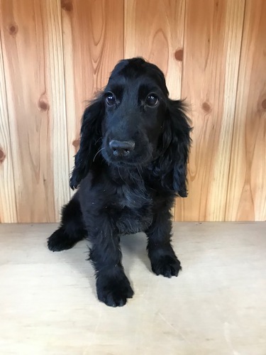 ◆甘えん坊の男の子◆ 犬の販売 1090