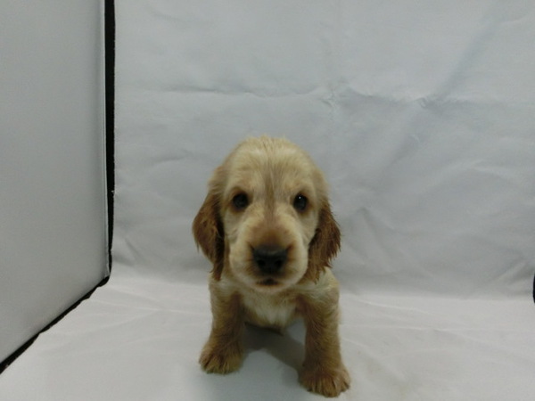 とってもかわいく元気で健康な赤ちゃんが生まれました 犬の販売 1100