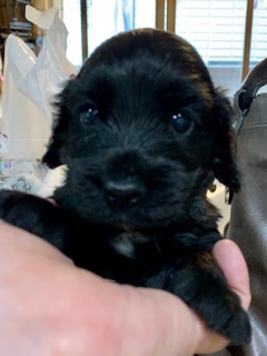 とても小さくて可愛い、人間が大好きな仔です。 犬の販売 1101