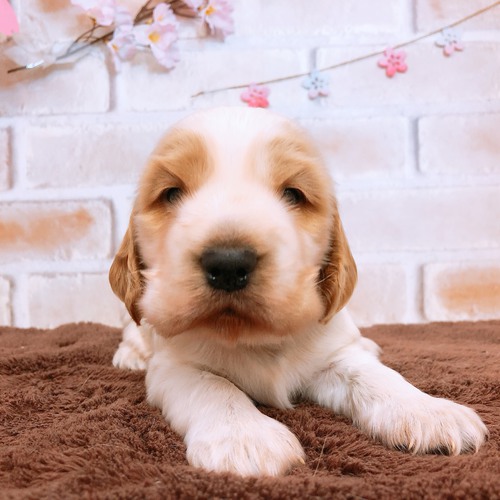 イングリッシュコッカーのオレンジホワイトの男の子 犬の販売 1102