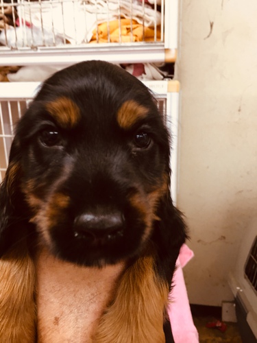 元気一杯です。 犬の販売 1103