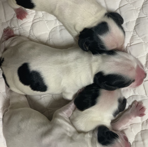 可愛いイングリッシュコッカースパニエル子犬誕生 犬の販売 1109