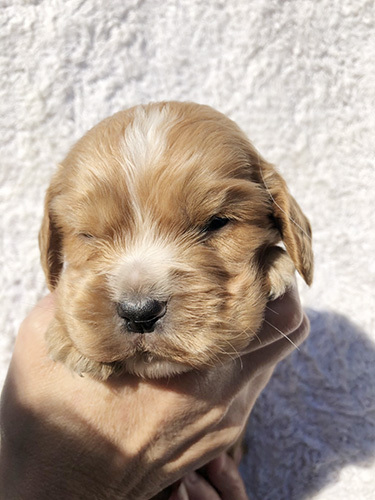 ゴールドが光る!イングリッシュコッカーの男の子! 犬の販売 1118
