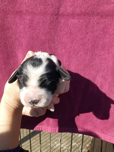 元気なイングリッシュコッカーの子犬! 犬の販売 1119