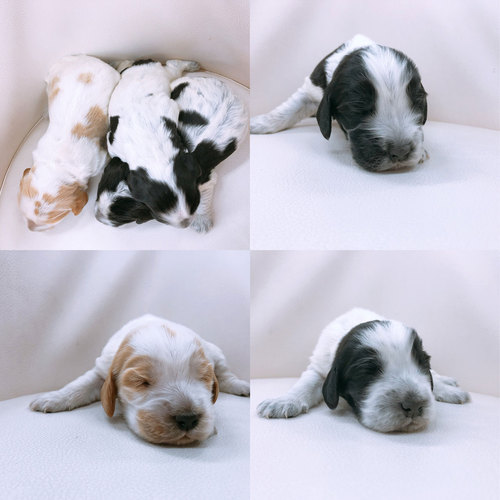 2/28イングリッシュコッカースパニエルの子犬が産 犬の販売 1129