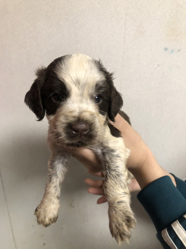 陽気で元気!イングリッシュコッカーの男の子! 犬の販売 1131