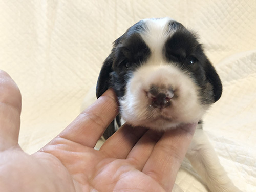 元気いっぱい!イングリッシュコッカーの女の子! 犬の販売 1141