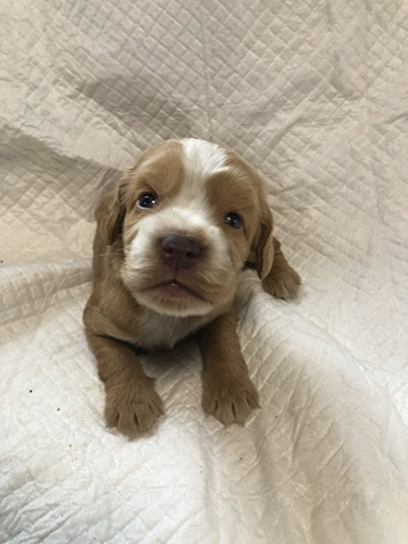 新鮮な毎日に!イングリッシュコッカーの子犬! 犬の販売 1144