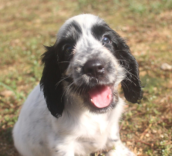 陽気で元気な男の子です。 犬の販売 1149