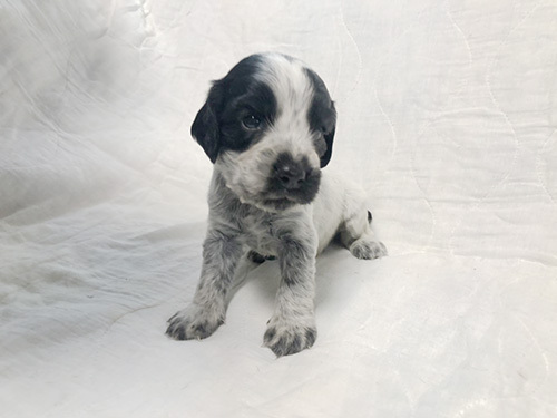 元気で陽気、イングリッシュコッカーの子犬たち! 犬の販売 1151