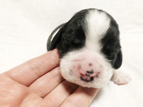 軽やかな足取りにお散歩も楽しく! 犬の販売 1154