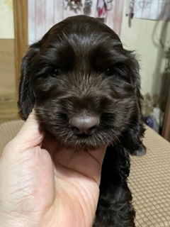 可愛い男の子ですよ! 毛色もきれいです 犬の販売 1188