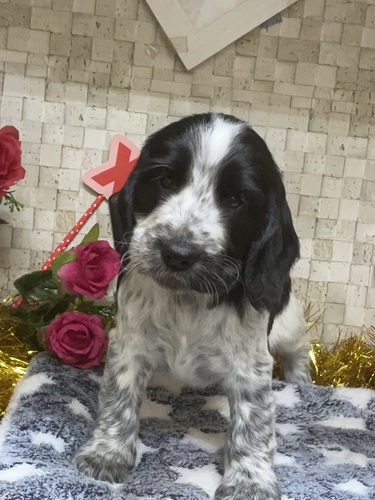 イングリッシュコッカースパニエル男の子飼い主募集中 犬の販売 1192