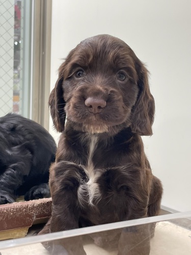 イングリッシュコッカースパニエルの子犬3兄妹 犬の販売 1193