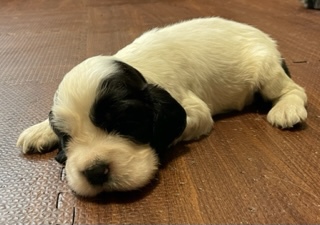 イングリッシュ・コッカー・スパニエル 犬の販売・譲渡 1196 まるで、スヌーピー!! とってもかわいいですよ!!