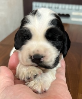 イングリッシュ・コッカー・スパニエル 犬の販売・譲渡 1203 元気いっぱい、ご飯もよく食べてすくすく成長中です